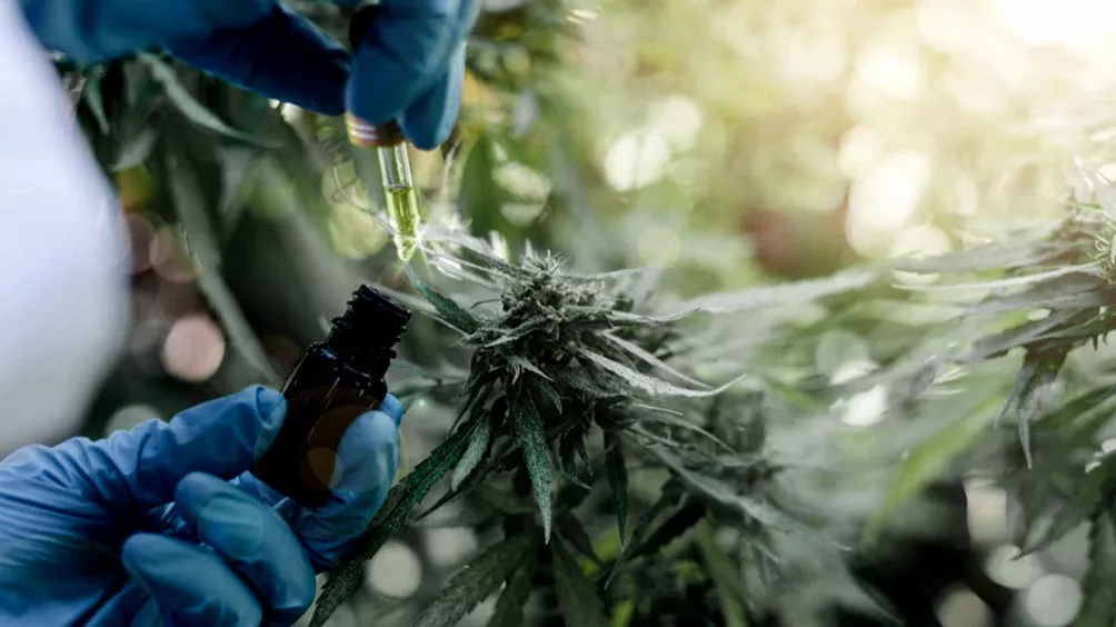cannabis medicinal marihuana
