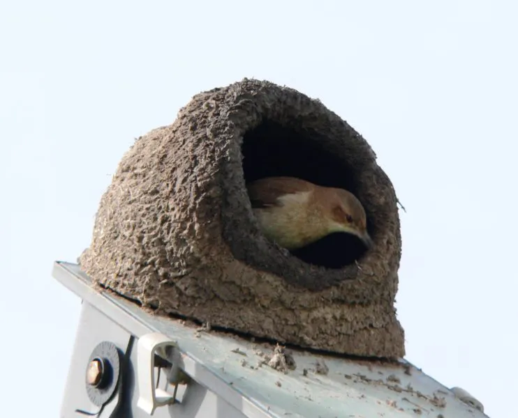 cosas-que-no-sabia-del-hornero