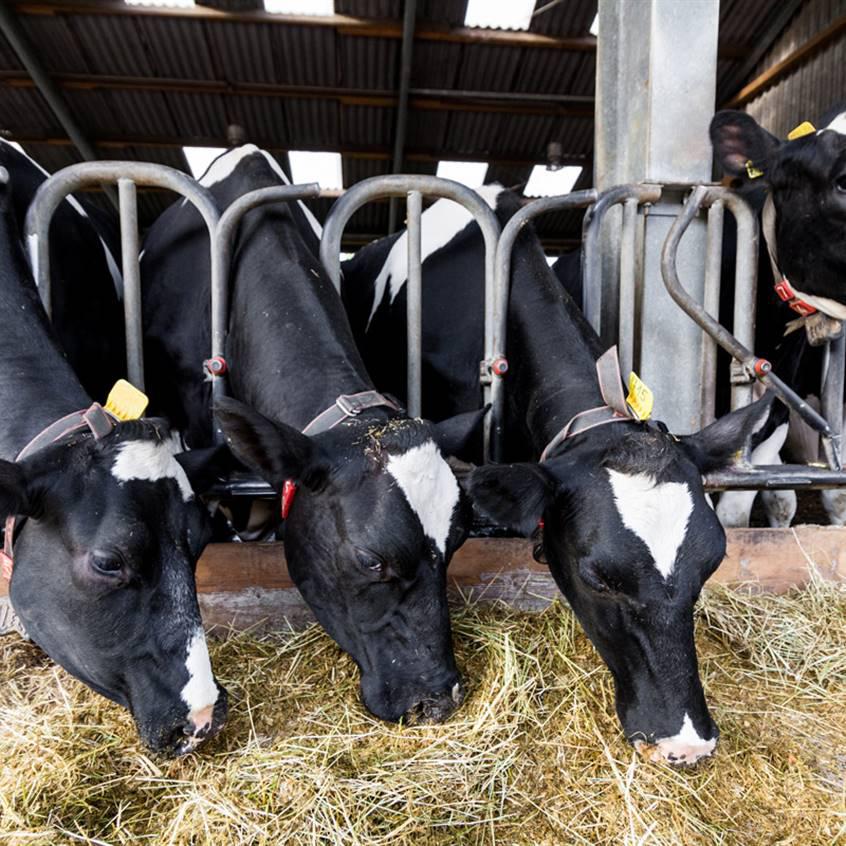 maltrato-industria-lactea_5c82da05_846x846