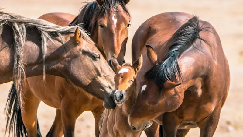 caballos