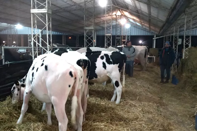 19516-ferialechera-vacas1
