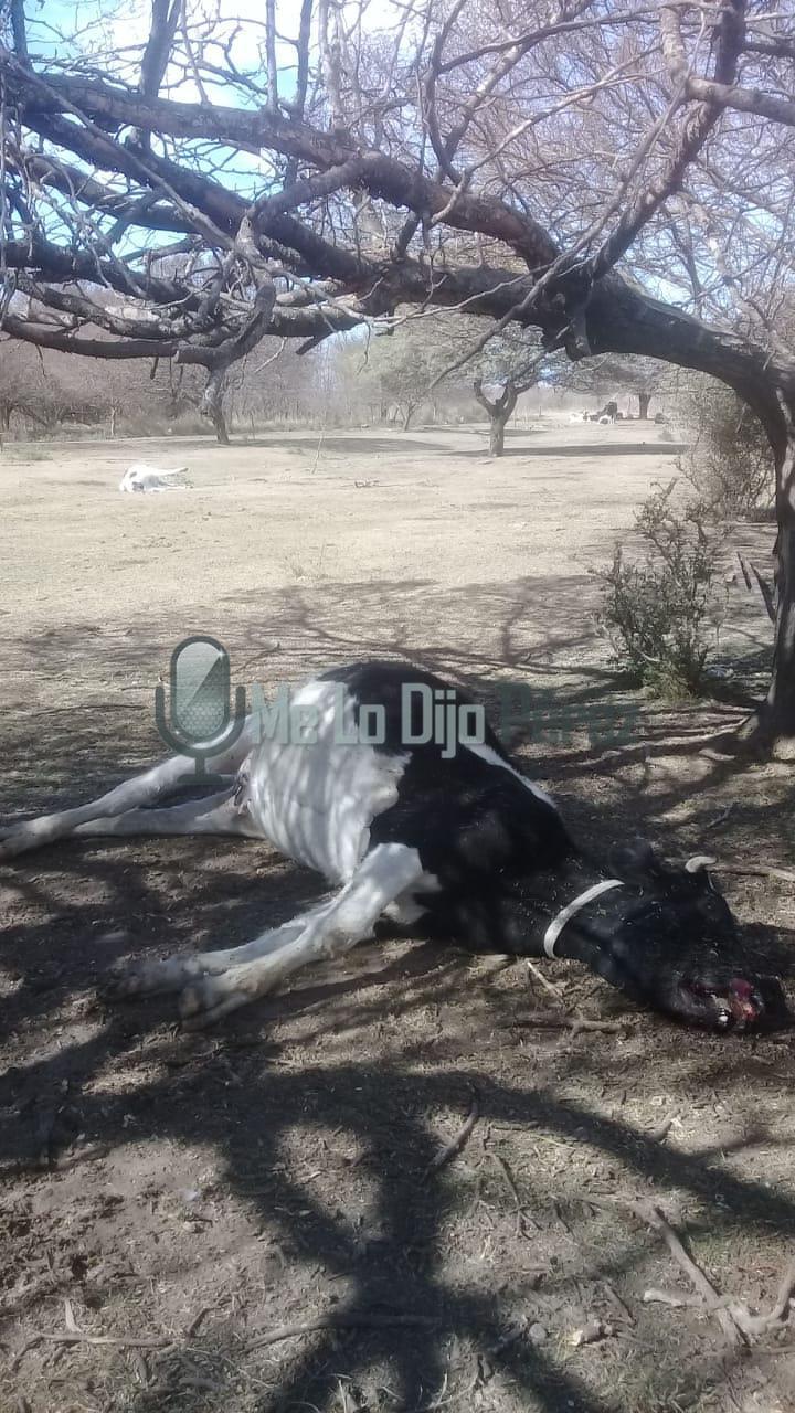 2493b711-a2c2-4737-9774-84c9c29e7ed8