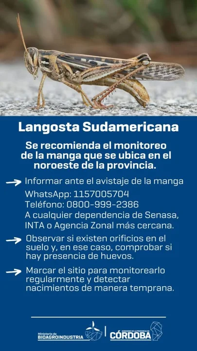 LANGOSTA