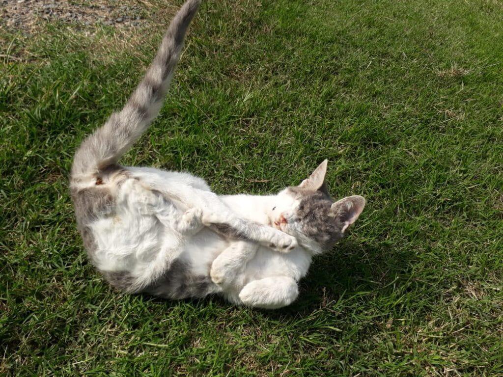 gato-muerto-3-1024x768-1024x768