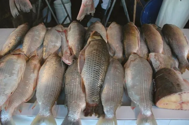sabalos