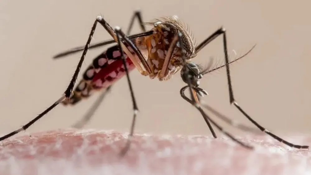 preocupacion-por-el-aumento-de-los-casos-de-dengue-en-cordoba-KXSIDW2TKZEN3JAQLDUUDMKTUM