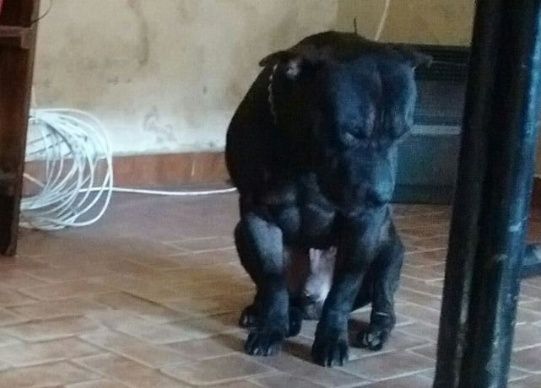 x_pittbul.jpg_1869633950