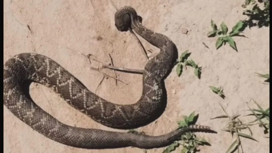 vívoras-en-altos-de-chipión-ansenuza-al-dia-1140x641