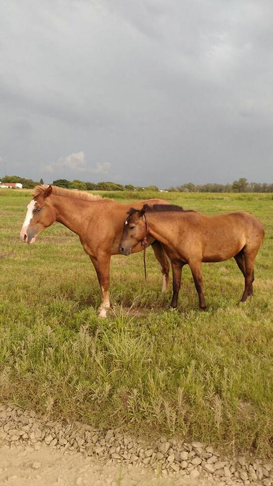 15871657_1813634968849400_1392462644924773621_n