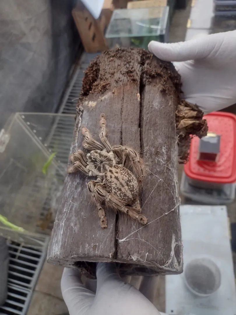 cordoba-aranas-serpiente-escorpion_5