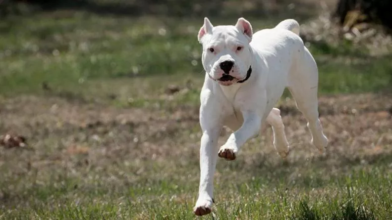 perro-dogo