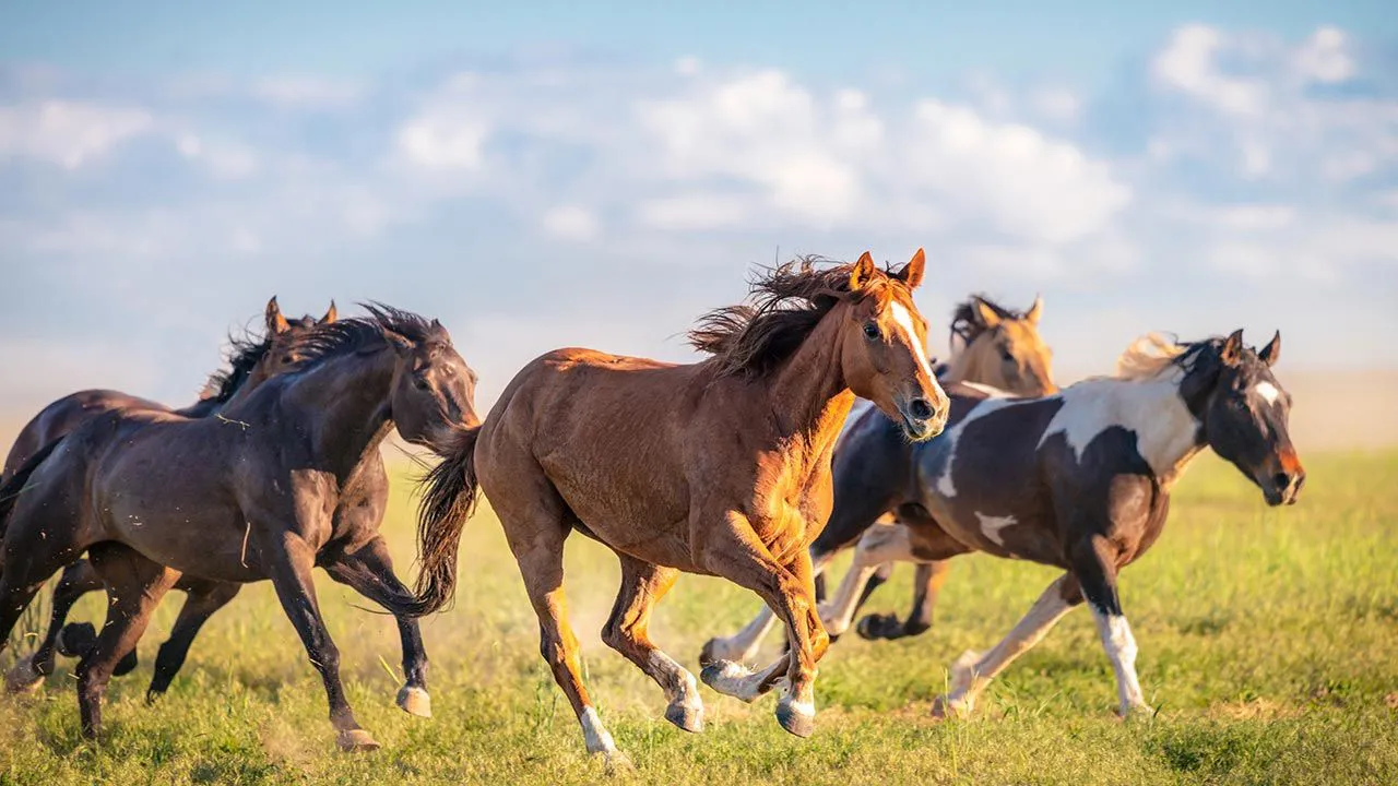 razas-de-caballos-espanoles-1280x720x80xX