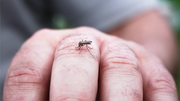 DENGUE MOSQUITO