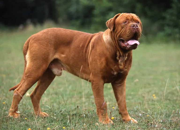 Dogo-de-Burdeos