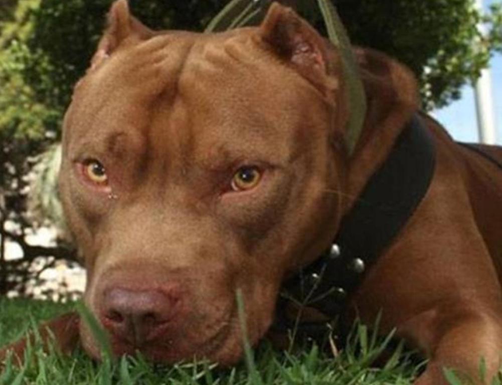 multimedia.normal.bffc683b2498c468.506572726f2050697462756c6c5f6e6f726d616c2e6a7067