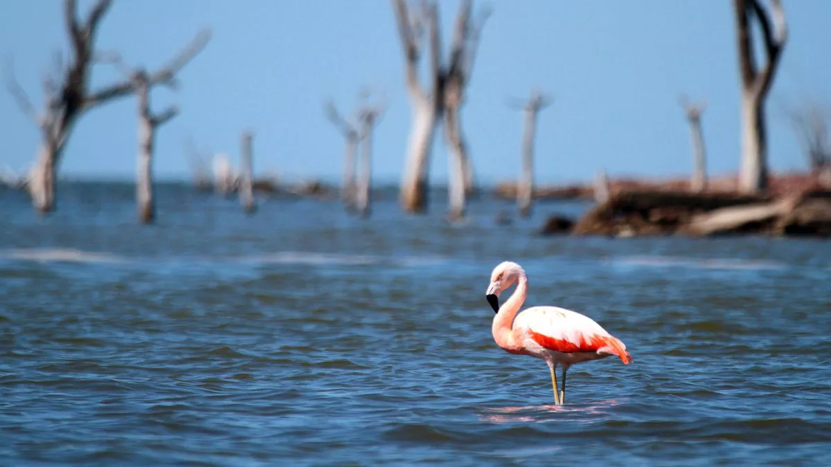 el-ministerio-ambiente-la-nacion-confirmo-la-creacion-del-parque-nacional-ansenuza
