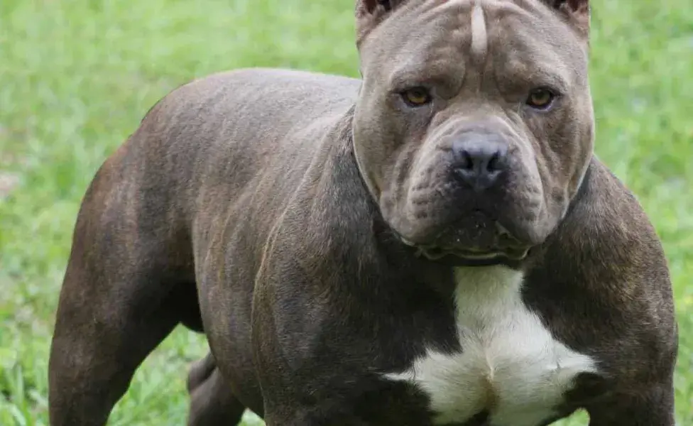 Los pitbulls son agresivos o no_0.jpg