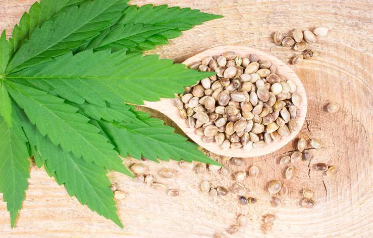 Es legal comprar semillas de cannabis en Argentina?