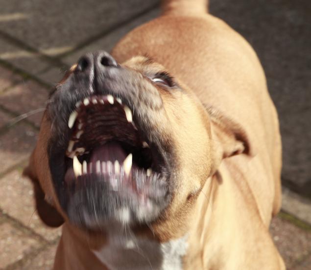 mi_pitbull_se_esta_volviendo_agresivo_23492_orig