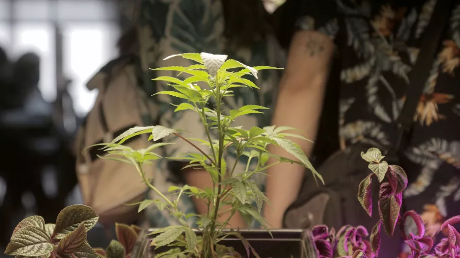 AUTOCULTIVO CANNABIS
