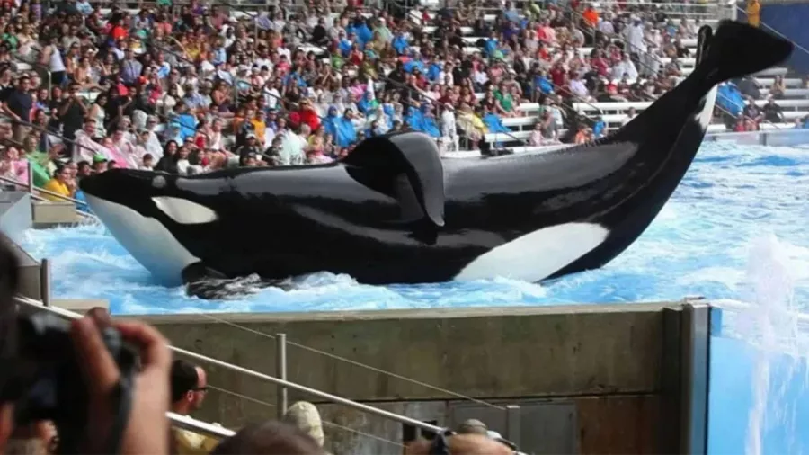 mundo marino ballena