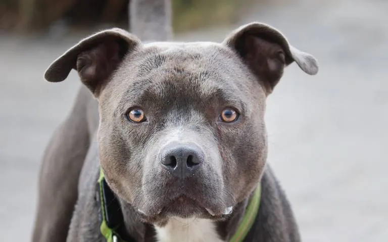 pitbull