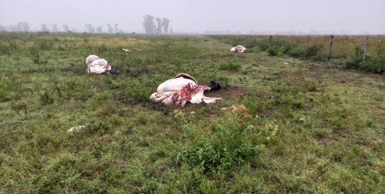 d6WzolTyi_1300x655__1
