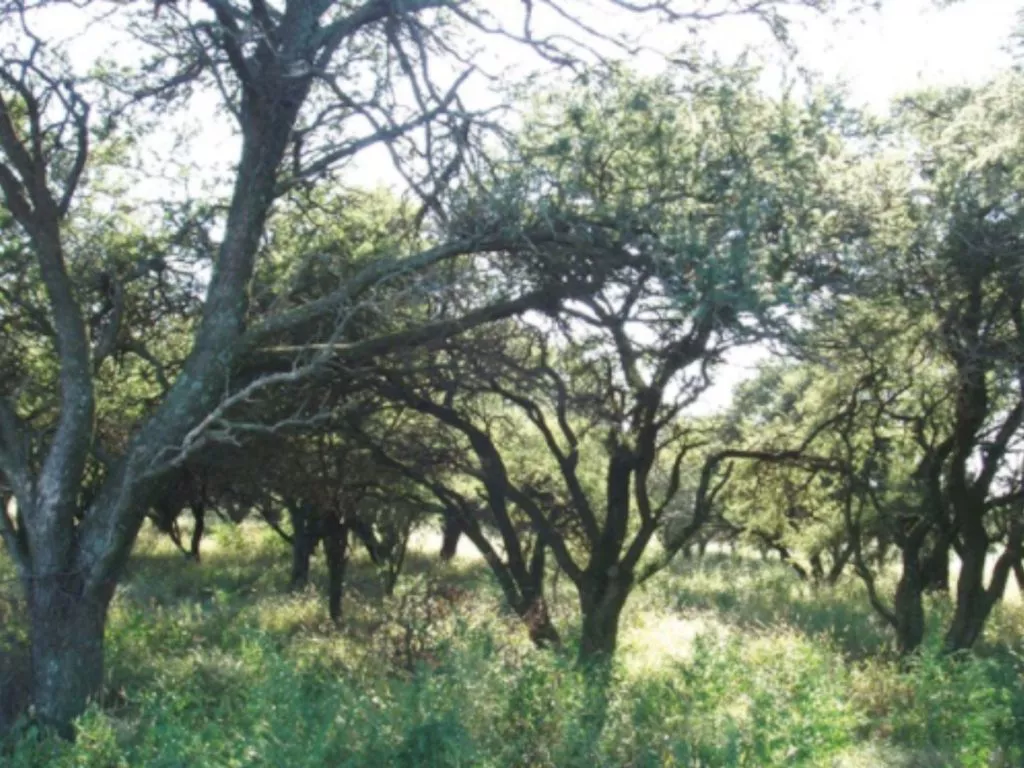 bosque-nativo-en-cordoba-1024x768