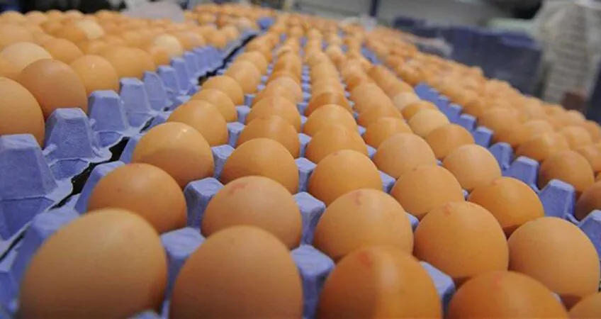 huevos-industria