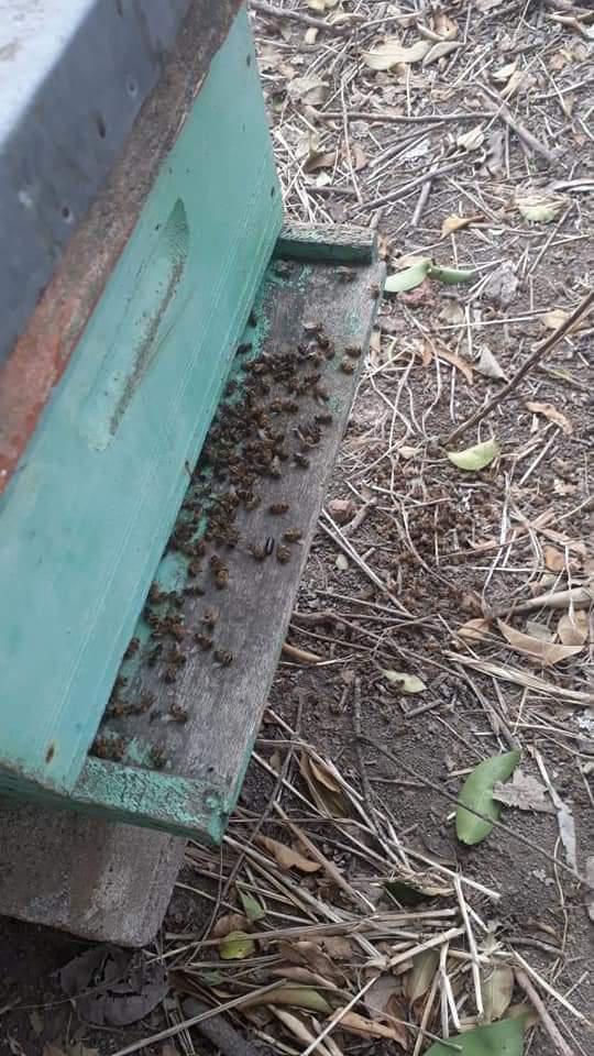 FB_IMG_1593221214759