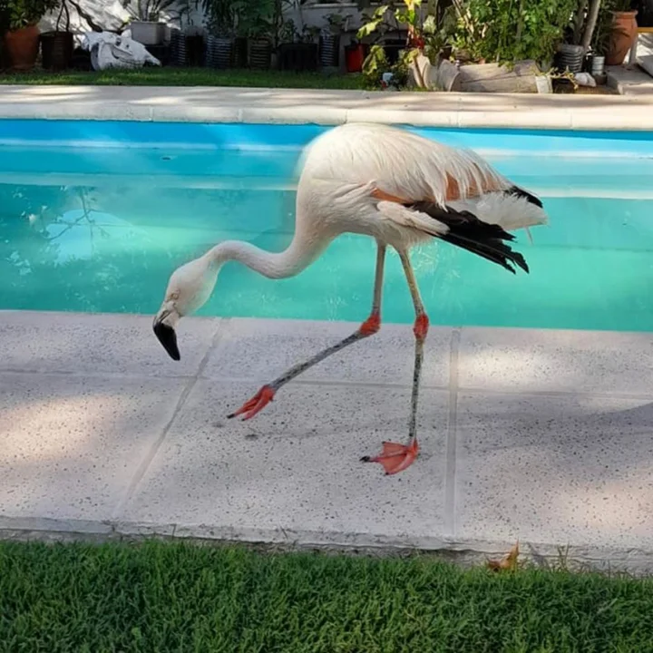 FL