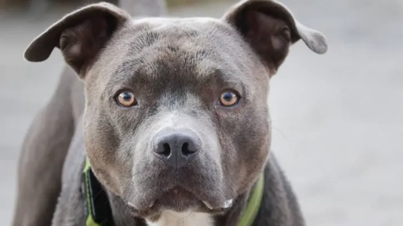 CANICHEEEEEEEEEEEEEEEEEEEEEEEEEEEEEEEEEEEEEEEEEEEEEE