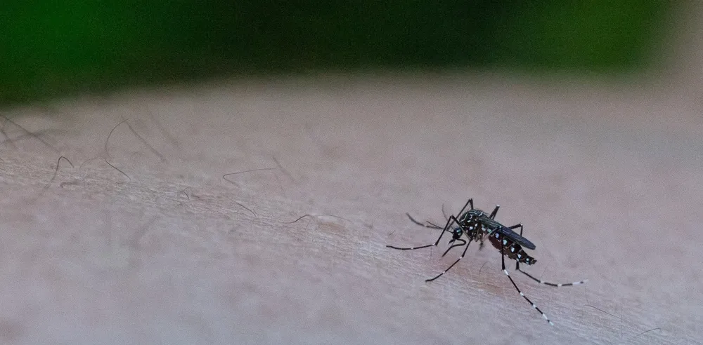 2024-10-10-UNCiencia-actualizacion-Dengue-01-1920-1920x944-c-default