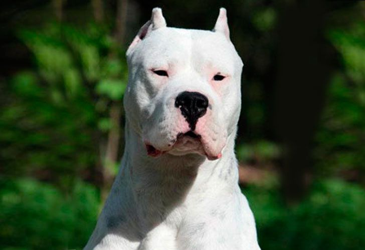 un-hombre-murio-el-domingo-agredido-por-nueve-perros-algunos-de-raza-dogo-argentino-0728-g1