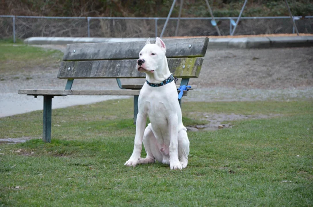 dogo