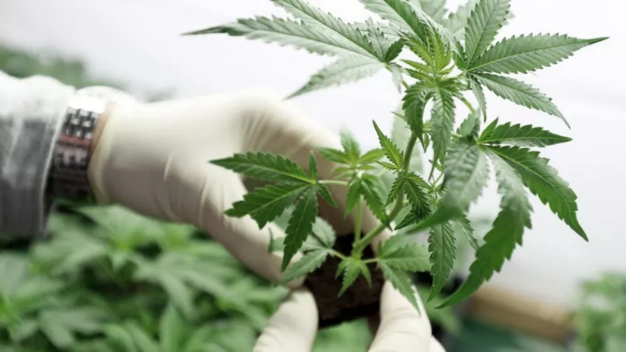 cannabis medicinal